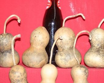 Set of 3 Small Botttle Gourds ( Dried & Cleaned)