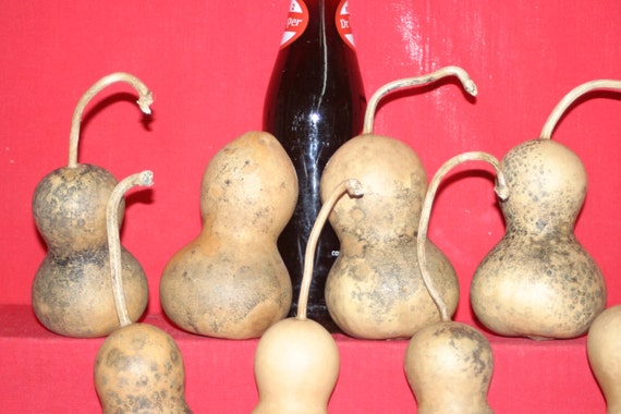 Set of 10 Small Bottle Gourds ( Dried & Cleaned)