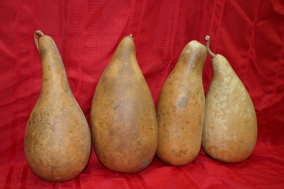 4 large penguin/powder horn Gourds ( Dried & Cleaned)