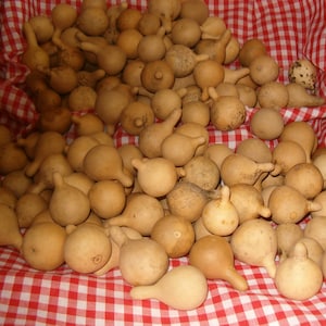 GOURDS 25 Jewelry /  Tenn. Spinner Gourds ( Dried & Cleaned  )