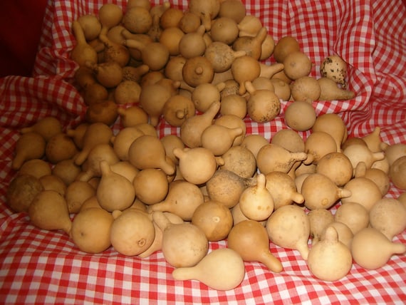 100 Jewelry /  Tenn. Spinner Gourds ( Dried & Cleaned)