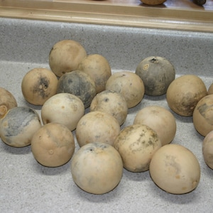 GOURDS -10 round ball ornamental Gourds ( Dried & Cleaned  )