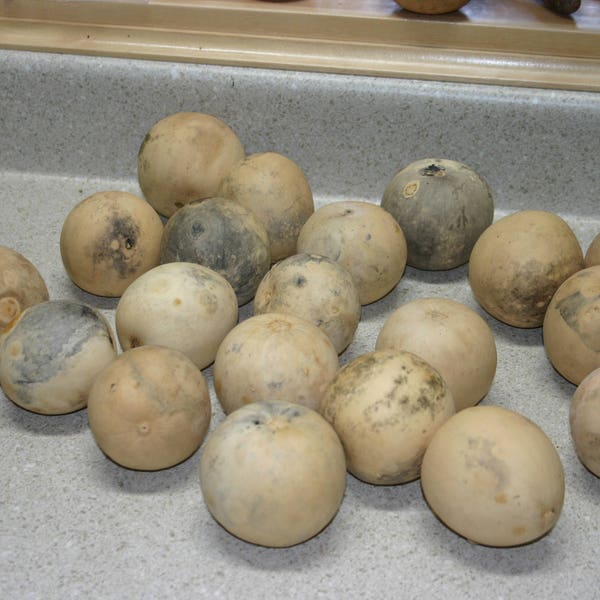 10 round ball ornamental Gourds ( Dried & Cleaned  )