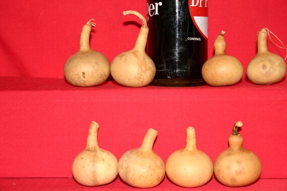 20 Mini Kettle  Gourds ( Dried & Cleaned)