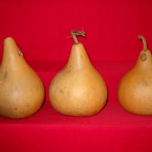 3 -  6 inch 2nd Quality Martin Gourds ( Dried & Cleaned)