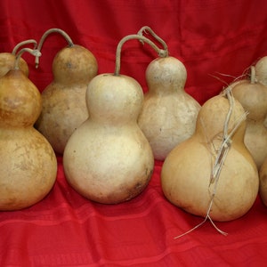 Set of 5 medium Botttle Gourds ( Dried & Cleaned)