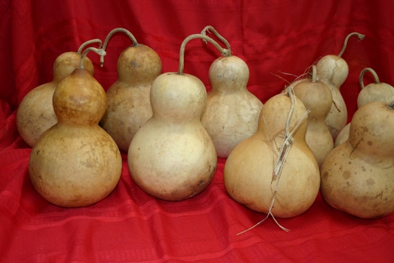 Set of 10 medium Botttle Gourds ( Dried & Cleaned)