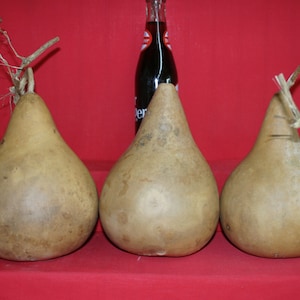 GOURDS 3 -  5 inch   Martin Gourds ( Dried & Cleaned)