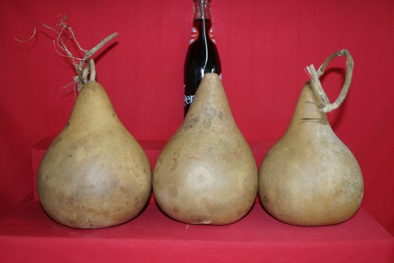 3 -  5 inch   Martin Gourds ( Dried & Cleaned)