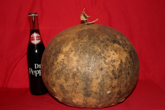 Bushel  Gourds 8" up to 10" ( Dried & Cleaned)