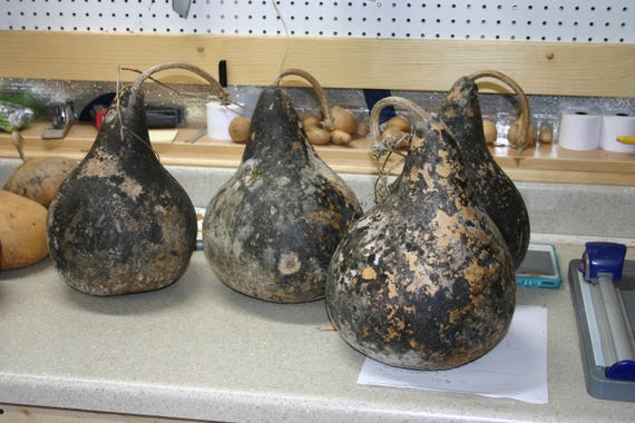 3 -  7 inch  Unwashed  Martin Gourds