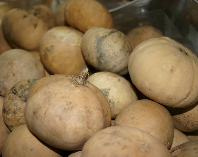 Primitive Gourd Canteen Peg Hangers Dried Gourd Early Look Etsy
