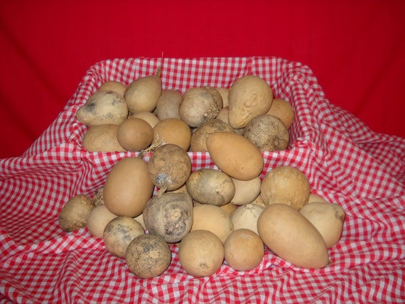 25  Mixed Ornamental Gourds ( Dried & Cleaned)