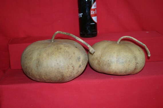 Special listing for Danette Wightman 4-7" canteen gourds ( Dried & Cleaned)