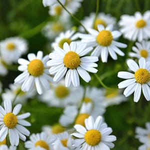 Op de afbeelding: Een groep kamillebloemen met heldergele, getextureerde harten omringd door talloze slanke, witte bloemblaadjes. De bloesems steken af tegen een zachte, onscherpe groene achtergrond, wat het natuurlijke contrast benadrukt.