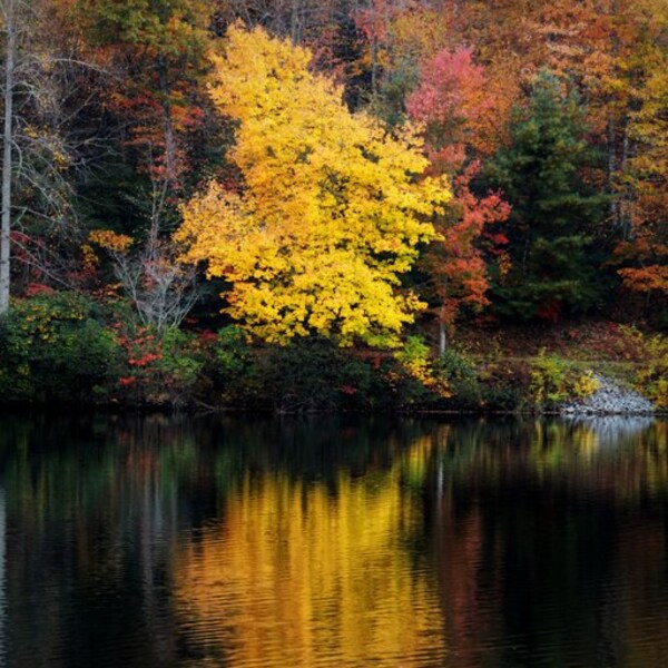 Autumn, Fall, Yellow, Tree, Reflections, Lake, Colored Leaves, North Carolina