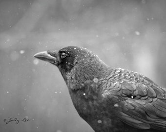 Crow, Black Crow, Crow Photography, Mysterious, Bird Photography, Bird gift, Black & White,Wildlife Photography