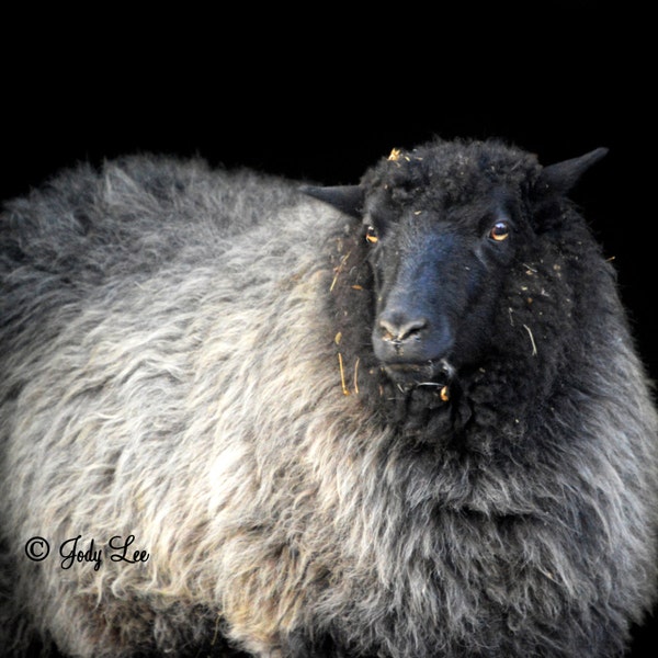 Black Sheep, Barnyard Animal, Farm Animal, Countryside, Sheep Photograph, Animal Photography, nature Photography,Wall Art, Gray Sheep