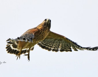Red-Shoulderd Hawk,Bird of prey, Raptor,Bird in flight, Nature Photograph,wildlife Photo,10 x 15, Home Decor,North Carolina, Bird Photo