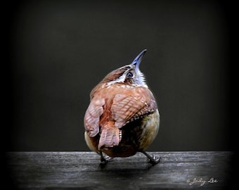 Carolina Wren Photograph, Wren, Nature Photography, Wildlife Photography, Wall Art, Bird photography,Home Decor,Bird gift