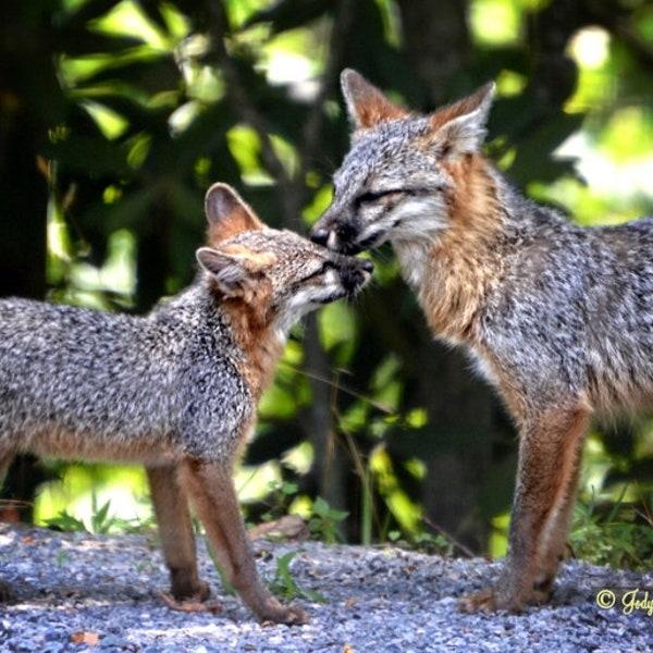 Fox Photograph, Grey Fox Kit, Wildlife Photography, Nature Photography, Red Grey Fox, Fox Wall Art, Fox  Decor, North Carolina