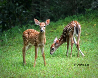 Twin Fawns ,Wildlife, Deer Photography, Baby Deer, Spotted fawn, Nature Photography, Wall Art, Animals