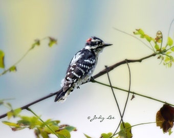 Bird Photography, Woodpecker, Woodpecker Photography, Nature Photography, Wildlife Photography,Wall Art,Birder gift,Home Decor