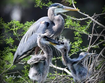 Blue Heron, Great Blue Heron, Heron Chicks, Photography, Wildlife, Wall art