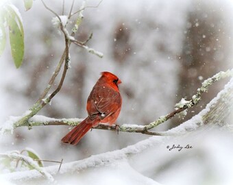 CardinalCardinal Photograph,  Cardinal, Nature Photography, Wildlife Photography,Cardinal Snow, Wall Art, Bird photography,Home Decor