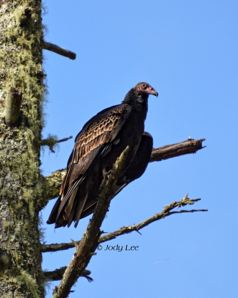 Turkey Vulture, Raptor, Bird of Prey, Wildlife Photography, Vulture