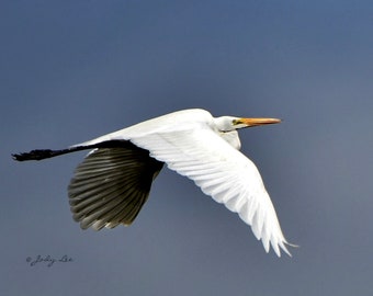 Great Egret, Wildlife Photography, Nature photography, Egret in flight, Wall Art, Home decor, Bird Photo,Bird gift