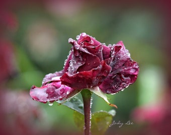 The Rose, Rose photograph, nature photograph, Flower, Red Flower, Morning dew, dew drops, gift photo, garden flower