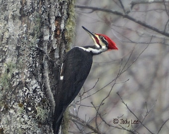 Pileated Woodpecker, Nature Photography, Wildlife Photography, Bird Photograph, Woodpecker photograph, wall art, home decor, Bird gift