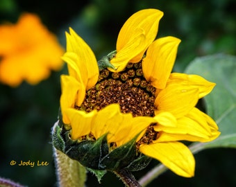 Sunflower, Nature photography, garden, Sunflower Photograph, Yellow, Wall Art, Flower, Home Decor, Bright, Fine Art, Botanical ,Print