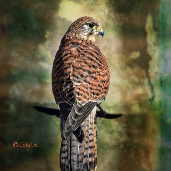 Hawk Photograph, Red Shouldered Hawk, Wildlife, Bird Of Prey, Raptor Photography, Home Decor, Earth Tones