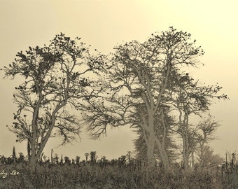 Spirit Tree, Nature Photography, Tree photograph, Mythology, Energy,Mother Earth, Tree spirit, Landscape, 10 x 15, Fantasy,Wall Art