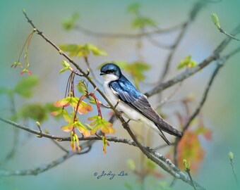 Bird Photography, Bird, Nature, Nature Photography, Swallow, Blue Swallow, Tree Swallow, Bird gift,wildlife