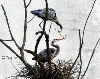 Great Blue Heron, GBH,Bird Photograph, Nature Photography, Wildlife Photography, Charleston, Nest Building, Wall Art, Heron pair