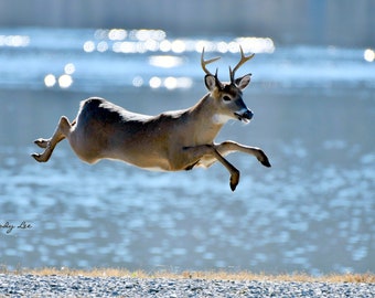 Deer, Buck, Wildlife Photography,Nature, Wall art, Home Decor, Flying Deer, White Tail Deer