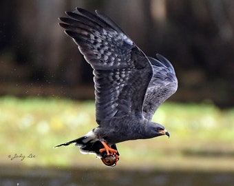 Bird Photography, Snail Kite, Hawk, Nature Photography, Bird in flight, Wildlife Photography, Wall Art,Bird gift,Home Decor