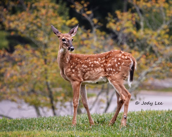 White spotted deer deals