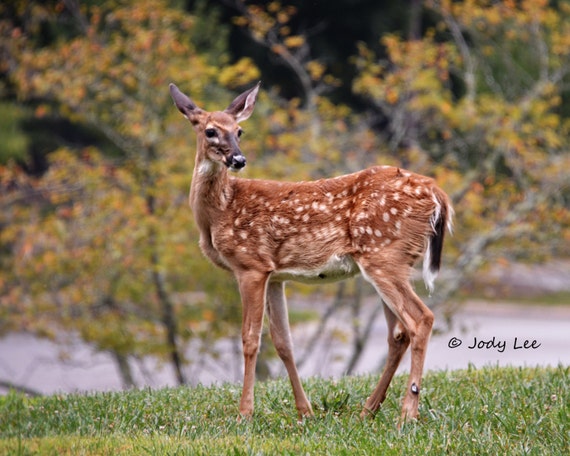 Faon Bebe Chevreuil Photographie De La Faune Art Mural Etsy