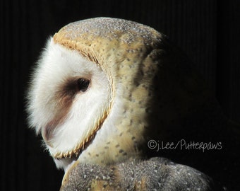 Barn Owl, Bird, Bird of prey, Owl Photograph, Wall art, fine art, home decor,wildlife photography, Nature Photography