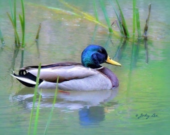 Blue headed mallard, Mallard, Duck, Duck photograph, wildlife, nature photography