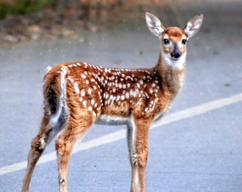 Fawn, Baby Deer, Wildlife Photography, Nature photography, Wall Art, Fine Art Photography, White Tail deer