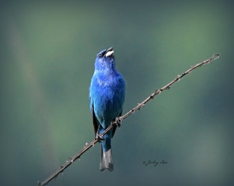 Indigo Bunting,Bird Photography, Blue Bird, Nature Photography,Wildlife Photography, Wall Art,Home Decor,Bird Gift