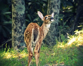 Fawn, Fawn Print, White Tail Deer, Baby Deer, Fawn Wall Art, Home Decor,Spotted fawn, Wildlife Photography,Nature Photography