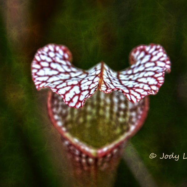 Pitcher Plant, Flower Photograph, Wall Art, Nature Photograph,y Botanical, Wall Home Decor, Nature Print