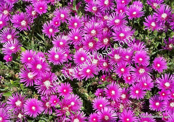 Ice Plant Delosperma Cooperi Cutting Purple Flower Blooms Usda Etsy