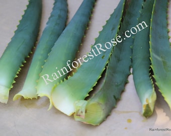 May include: Close-up of several aloe vera leaves, displaying a deep green colour with spiky edges and a pale, fleshy interior. The leaves are laid out on a neutral surface, with the text "RainforestRose.com" visible.